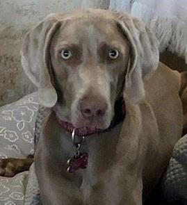 Grey dog laying on a dog bed