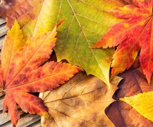 News Flash-Fall Leaves